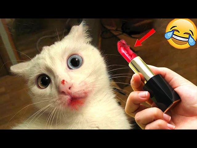 Funniest Animals 2024 🤣😅 New Funny Cats and Dogs Videos 😸🐶 Part 9