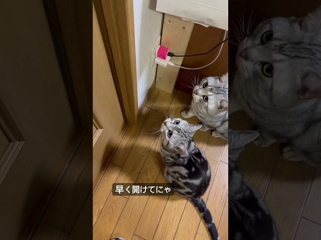 匂い嗅ぐ時間じゃないにゃ！#アメショ#アメリカンショートヘア#cat#cats#猫のいる暮らし#猫のいる生活