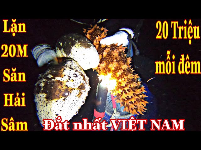 Diving and Catching the Most Expensive Sea cucumber in Vietnam Earn 20 Million Per Night P1