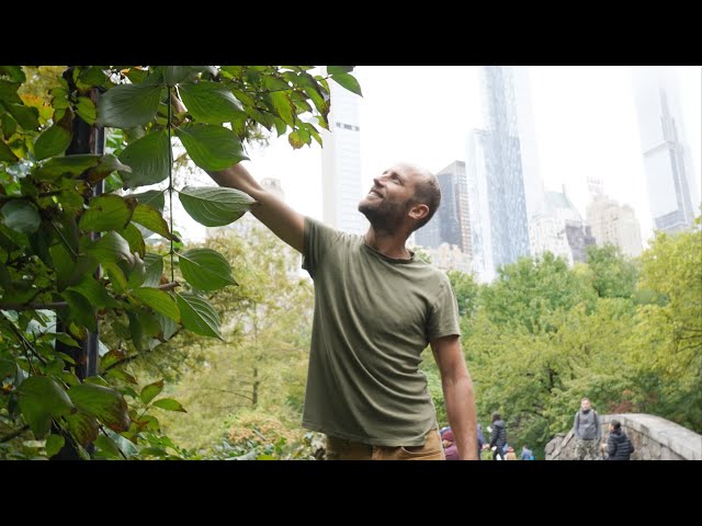 Foraging Walk in Central Park, NYC. Food is Growing EVERYWHERE!