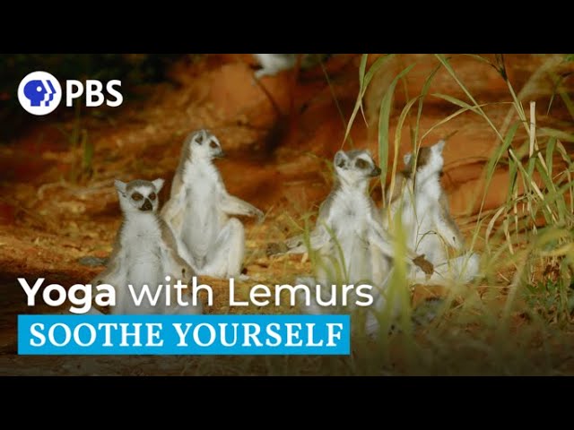 Practice Yoga with Ring-Tailed Lemurs