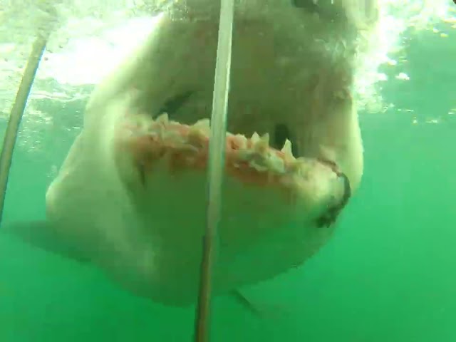 Great White Shark crashes into diving cage