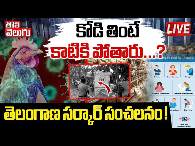 కోడి తింటే కాటికి పోతారు...? LIVE🔴Bird Flu Effect on AP and Telangana | Bird Flu Virus Updates