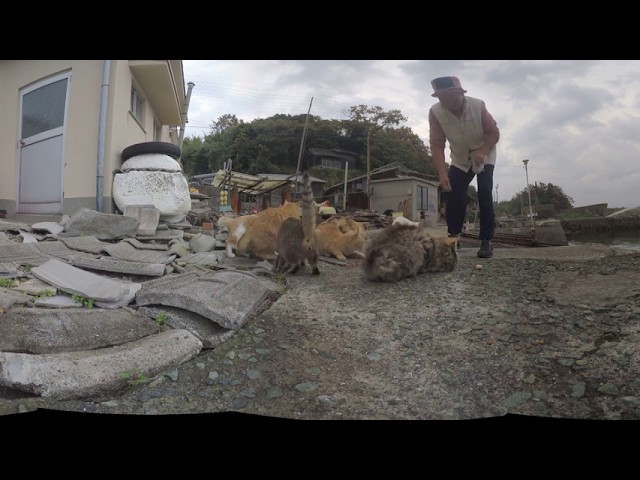 Japanese Cat Island Nov. 2017 (360 video)