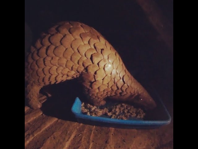 360 VR Pangolins