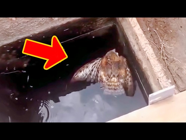 Girl Saves Drowning Owl. You Won't Believe What Happens Next