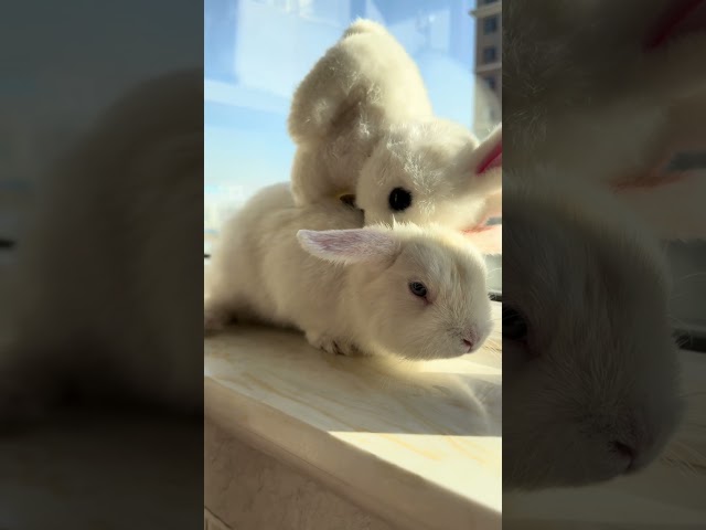 Where to go with a cute bunny carrying a toy