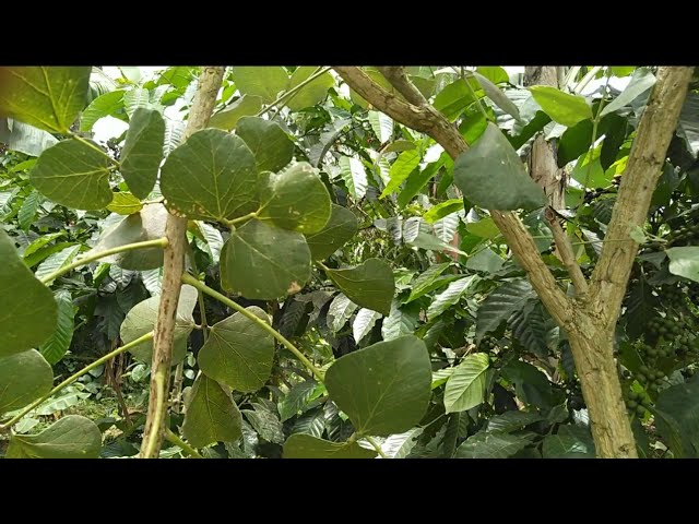 EJILIKITI HERB PLANTS USES KOJJA KANSIIWA