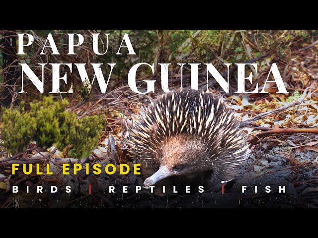 Papua New Guinea | Where the Wild Still Reigns | Animal Documentary