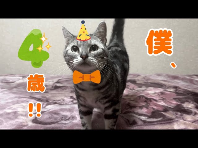 [ENG / KOR] 【2024】 On June 8th, we had a birthday party for our youngest cat, Rui!