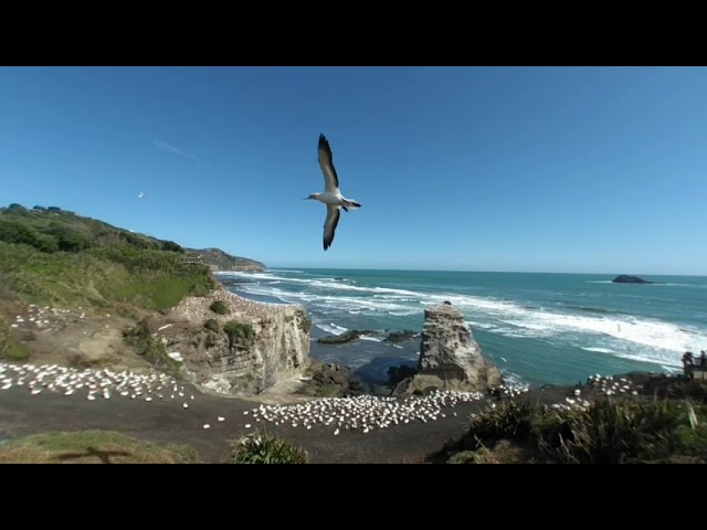 Muriwai Gannet Colony