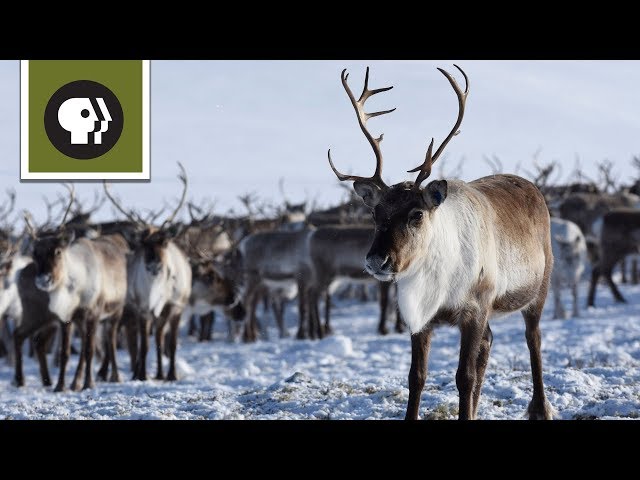 Reindeer Cyclone