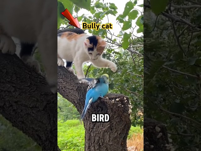 This Cat Bullied a Bird... and Then This Happened!