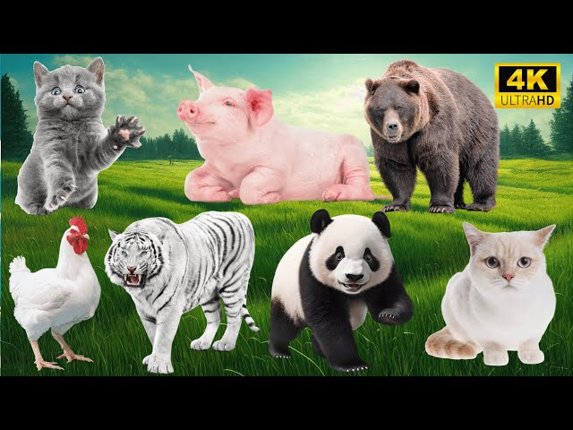 4K Wild Animal Sounds: Cat, Pig, Bear, Chicken, Tiger, Panda - Fascinating Wildlife Sounds