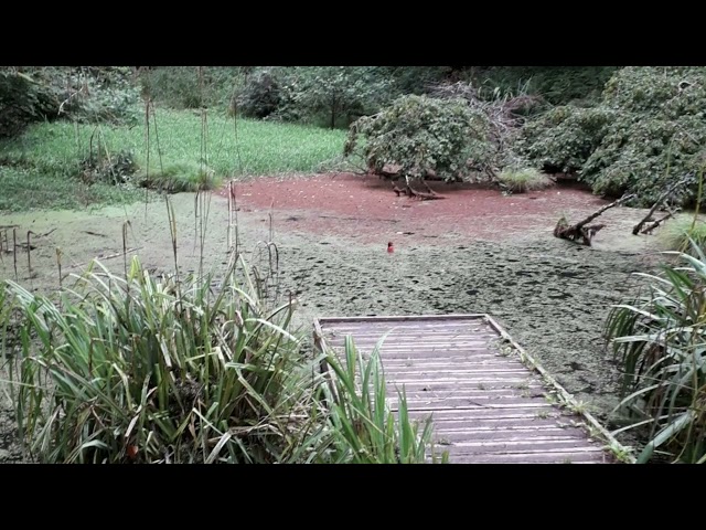 Budshead pond transformation update January 2022