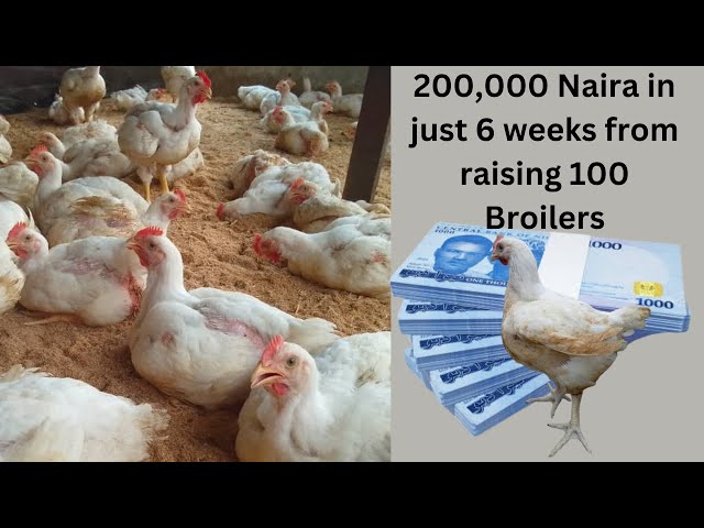 How to Make 200,000 Naira in Just 6 Weeks from Raising 100 Broilers