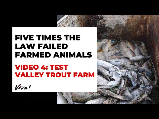 The #LawFails farmed animals | Test Valley Trout Farm | Viva! Investigations