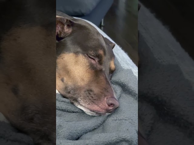 Winter Bliss: Dog Snoozing on the Couch After a Chilly Walk 🐶❄️