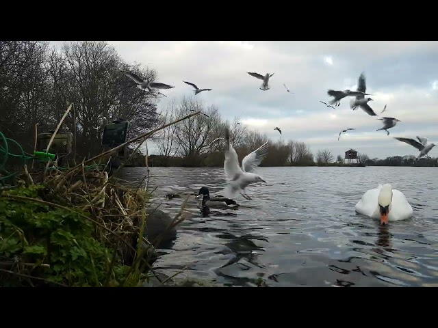 🇮🇪🦢 MUTE SWAN FAMILY🦢CYGNETS😍MALLARD DUCKS🦆GULLS🕊KINNEGO BAY IRELAND🇮🇪#loveireland💧LIKE👍🙏subscribe🙏😇