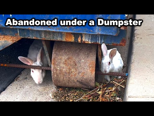 Rescued! Two bonded bunnies thrown under a construction site 💔 See what happens when they reunite!