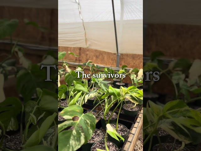 Orange Lake Nursery Albos!  #plantcollector #indoorplants #plantcommunity #jungleplants #plants