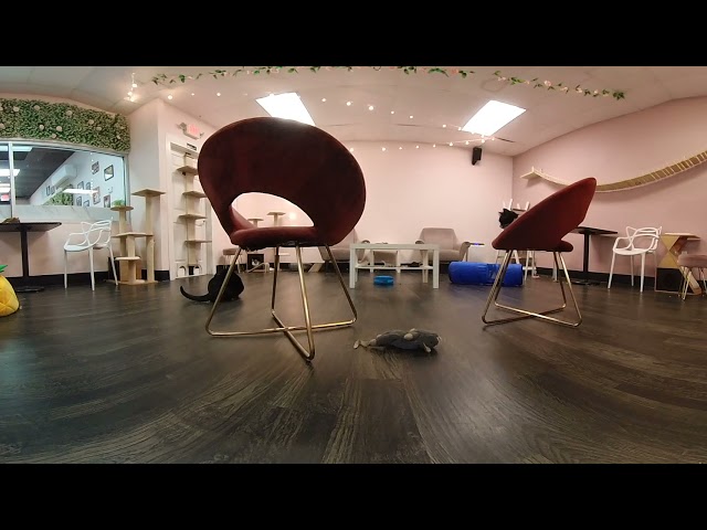 Tally Cat Cafe - 360° Cat Room Video (Filmed 5/4/21)