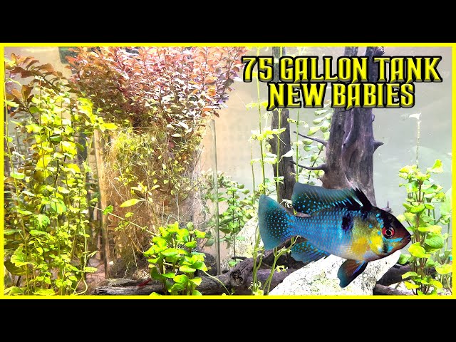 My 75 Gallon Fish Tank / Look at The New Cichlid Babies