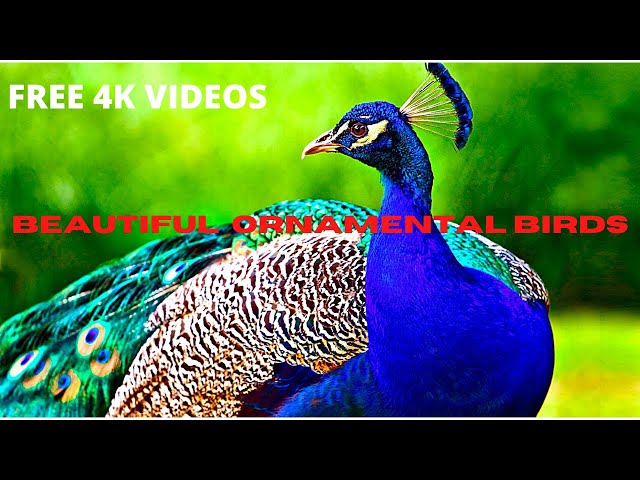 Beautiful Most Popular Ornamental Birds Stock Footage / 4K / HD Videos / No Copyright Videos