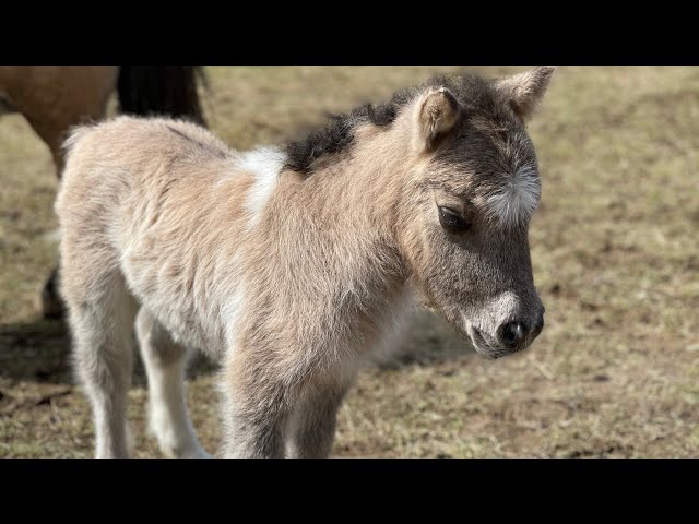 The foals together on the meadow for the first time ☺️❤️