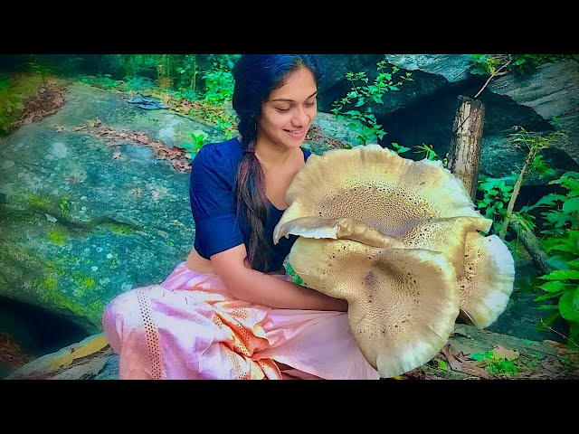 Village girl hunting & cooking the largest "Pork mushroom" from the mountains