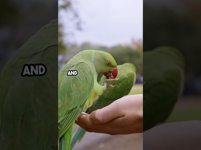 Parrots Unleashed  Hilarious Human Antics!