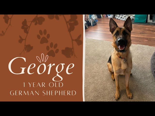 1 Year Old GSD (George) | Best Philadelphia Dog Trainers | Off Leash K9 Training Philadelphia