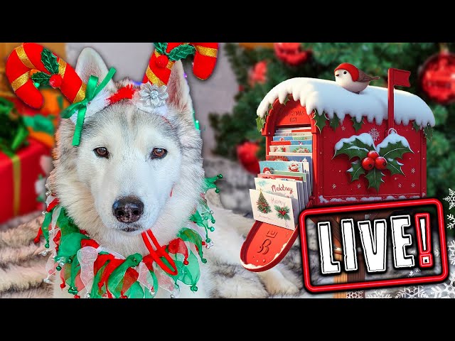 My Dogs Open Gifts LIVE! Over 500 Cards!  Annual Christmas Card Exchange