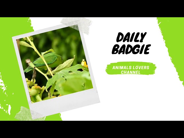 Intro : Daily badgie