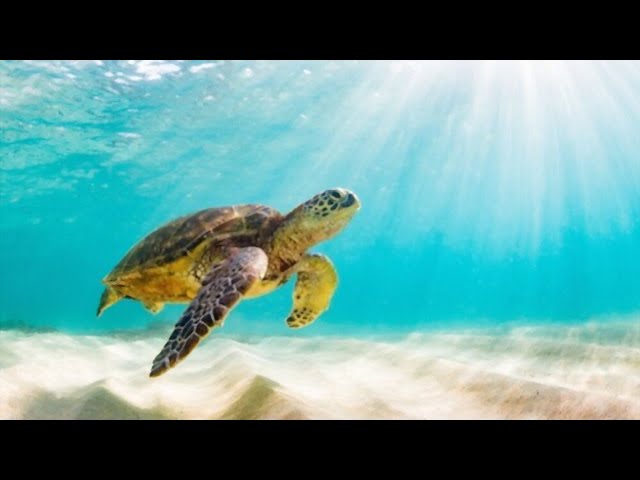 Relaxing Music | Inner Peace | Meditation Music | Stress Relief