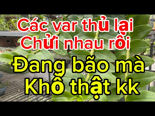 7-9-2024 cơn bão lan đã quabão số 3 lại ập đến các cụ vùng biển phía Bắc vẩn trong  nhé lh0586919981