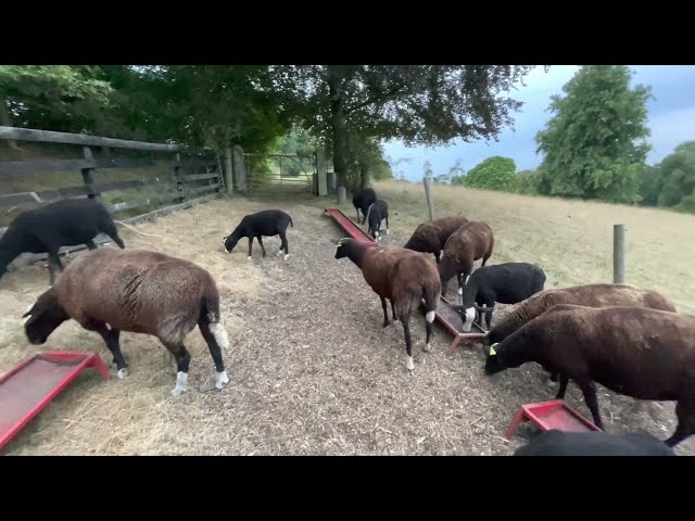 As evening draws in, thunderstorm approaches, flock's fed & alpaca checked