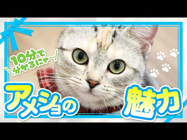 子猫の時から過ごしてわかったアメショーの魅力・特徴・飼い方