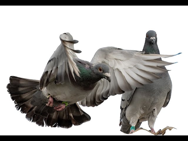 From Zero to Hero How a Beginner Dominated the Pigeon Racing World in Record Time