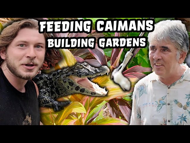 Feeding Chandler's Caimans and Building Gardens on Caesar's Last Day.