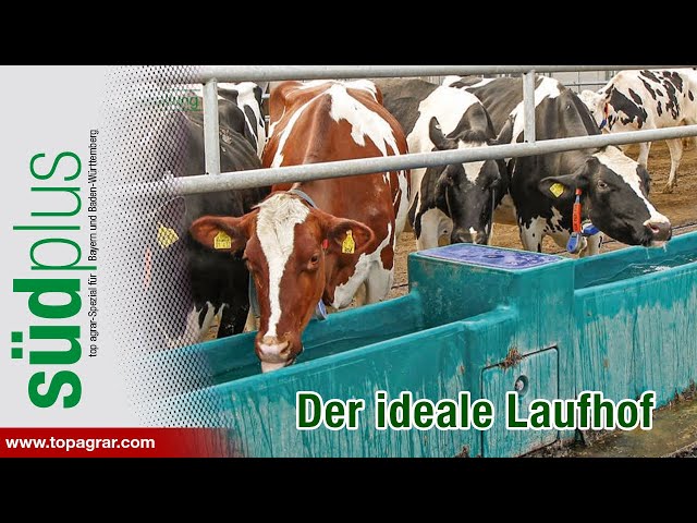 Der ideale Laufhof: Wildkamera filmt Kuhverhalten - top agrar Südplus über die neue Studie