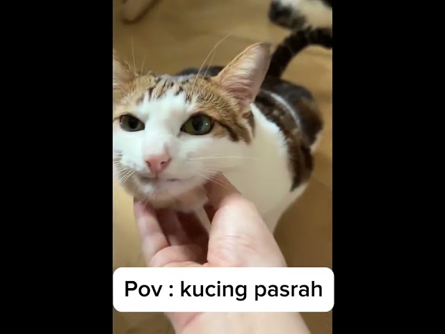 Pasrah aja sama majikan,biar di kasi makan wkwk #shortvideos  #cat #kucinglucu