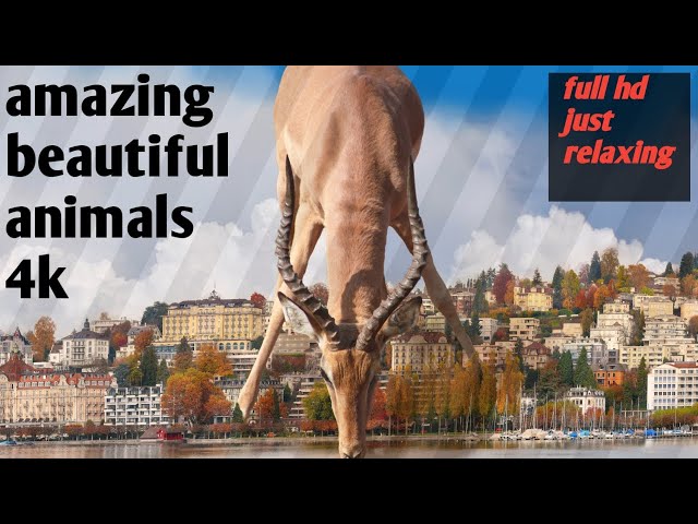 Amazing beautiful animals 4k#animals4k #animals #animalshorts #