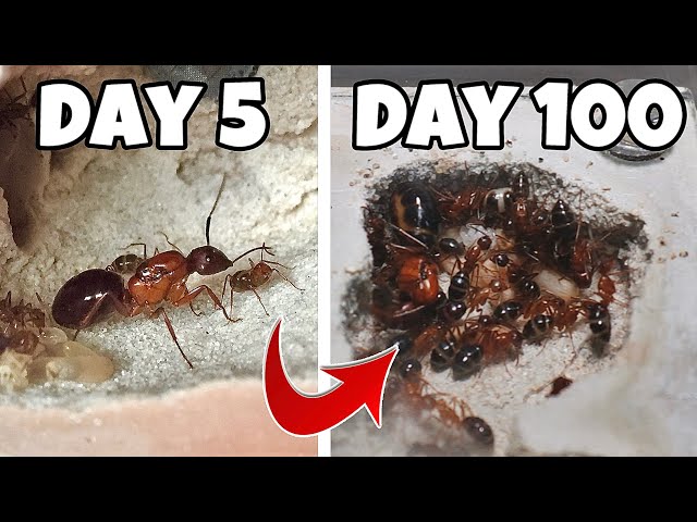 Simulating a Colony of Killer Ants for 100 Days, THIS Happened