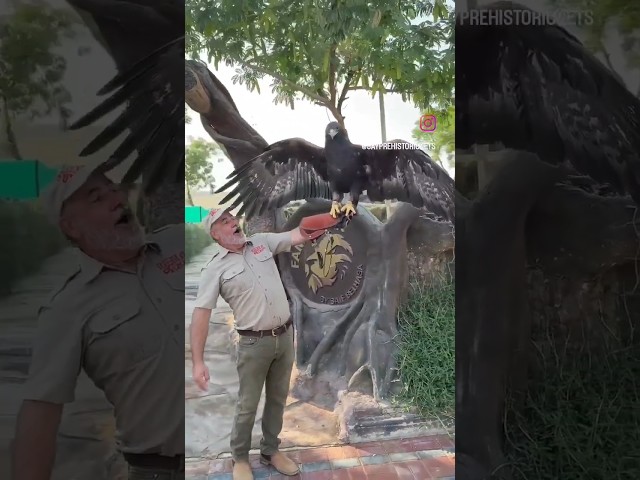 Amazing peregrine falcon  || Golden eagles #eagle