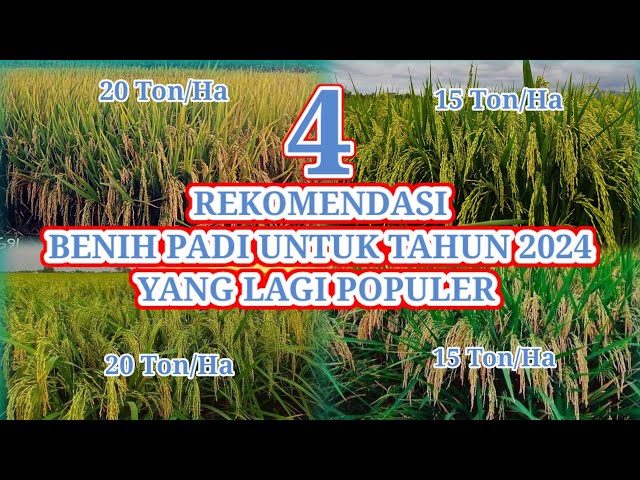 4 Types of Rice Seeds Recommended For 2024 Which Are More Popular Among Farmers