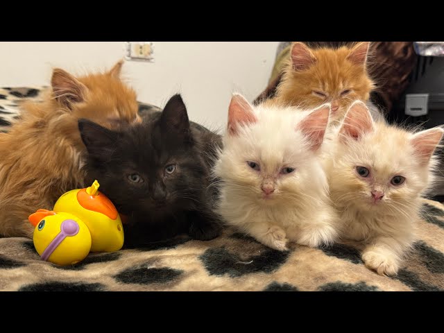 Cat | Cats | Funny Cats and Kittens Video Compilation