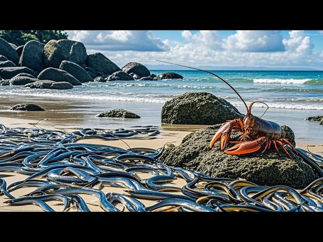 Xiaozhang Rushes To The Sea With Fierce Goods, Constantly Picking Up Fierce Sea Eels