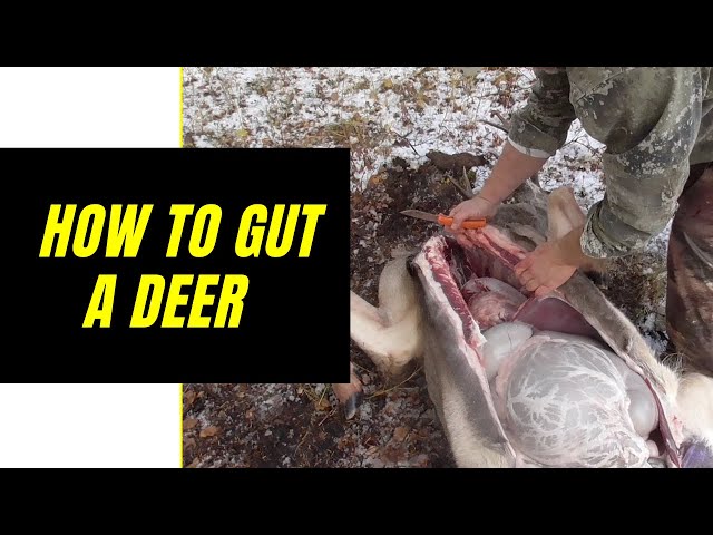 How to field dress a deer