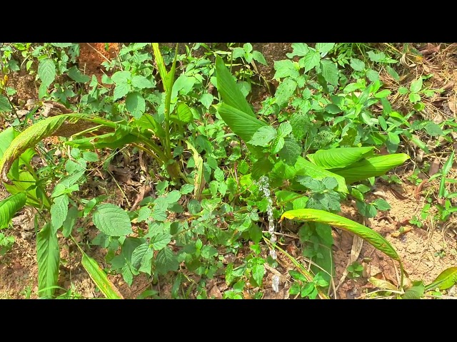 Men peeing to ginger plant| Men peeing outdoor| Giving water and nutrition to plant|